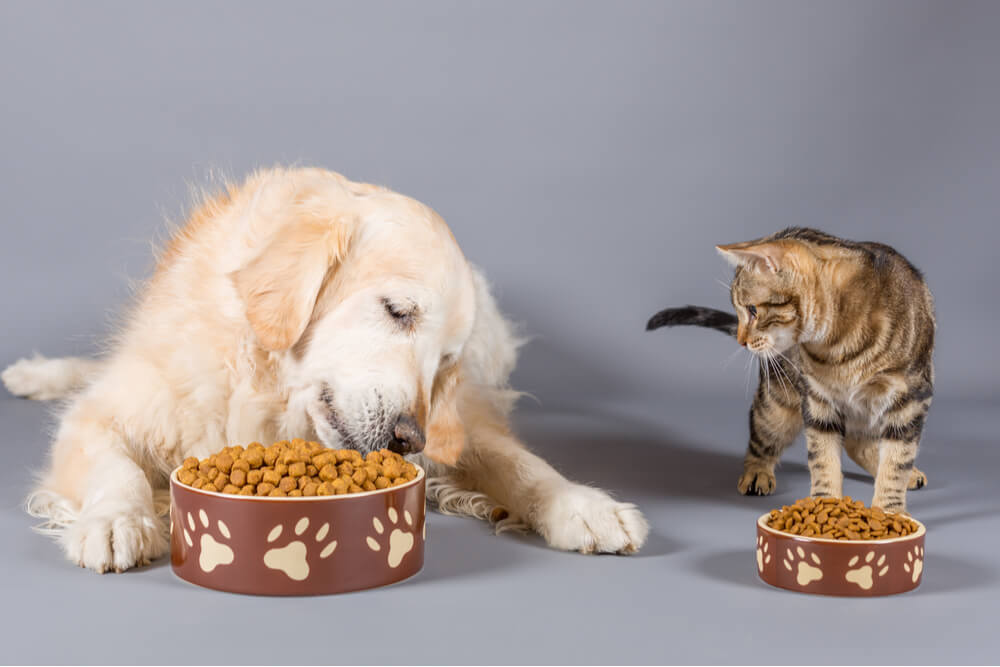 cane-gatto-mangiano-insieme-dieta-grassi.jpg