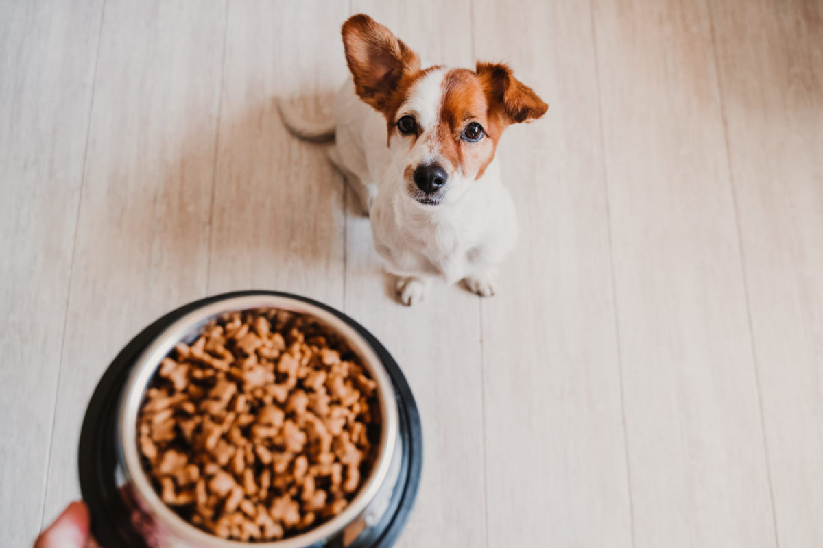 mangime-cane-gatto-cosa-contiene-1200x800.jpeg